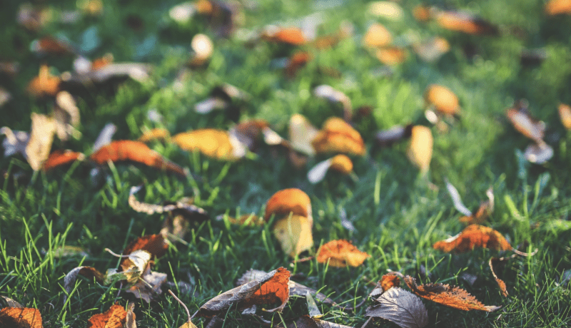 Nuevo folleto de otoño