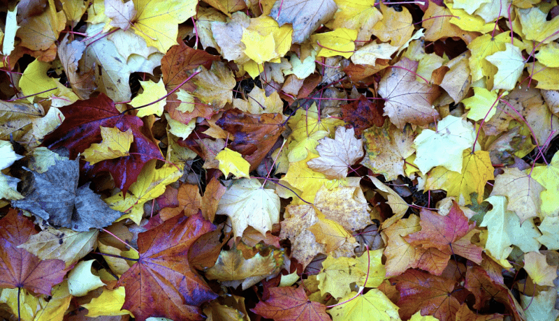 Nuevo folleto de otoño Cadena 88