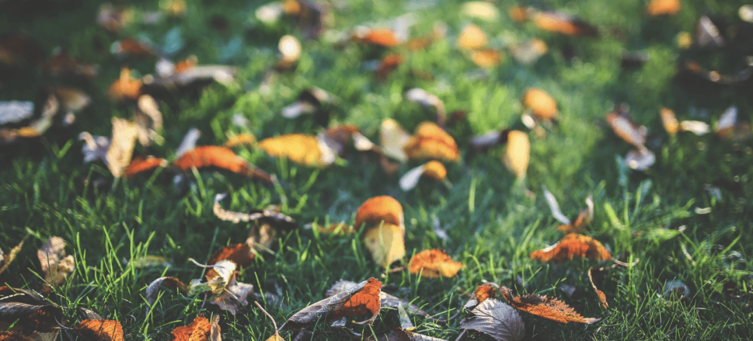 Nuevo folleto de otoño