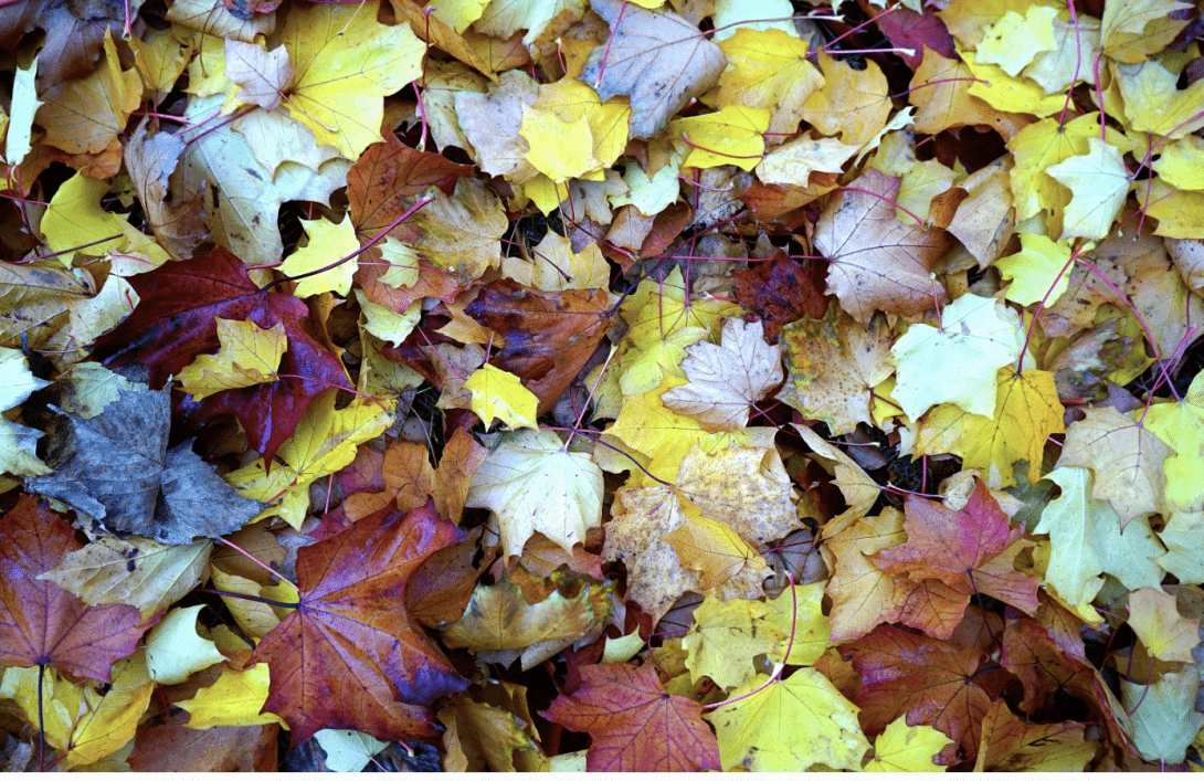 Nuevo folleto de otoño Cadena 88